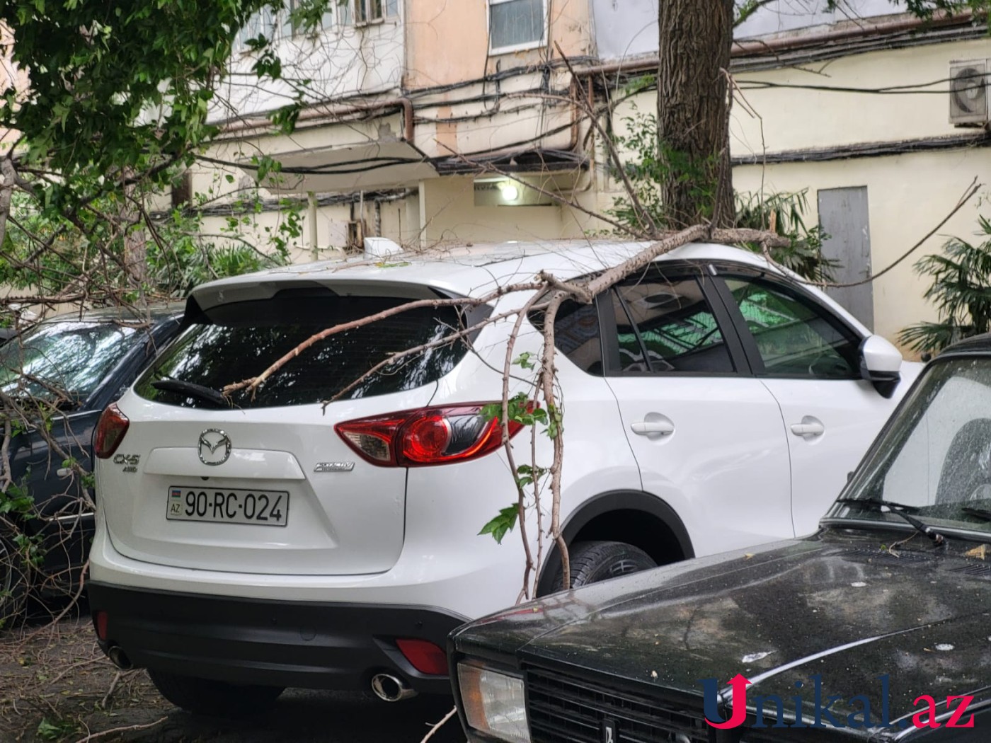 Bakıda ağac avtomobillərin üzərinə aşdı - FOTOLAR
